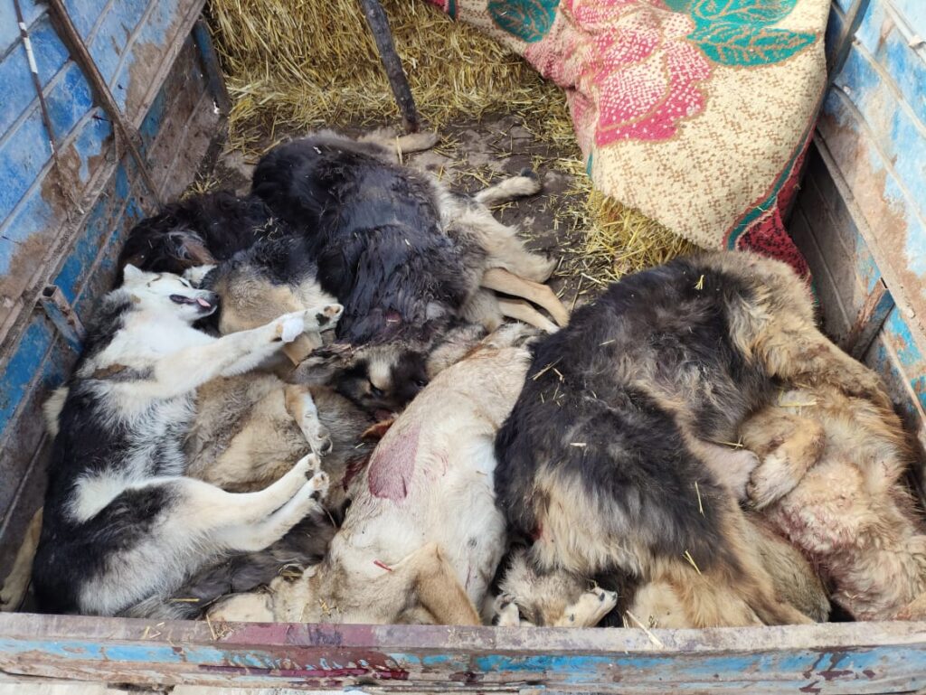 Жолбун иттерди атуу